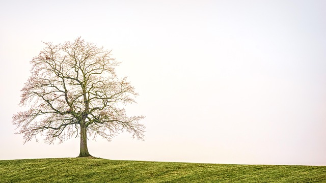 landscape-640x480-87186110.jpeg