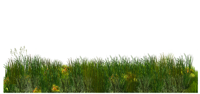 lawn-care-640x480-36570272.png
