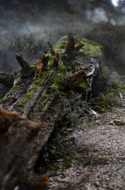 logging