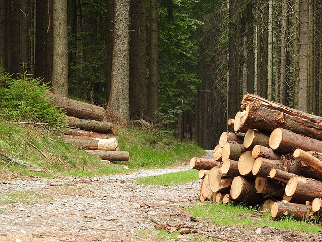 logging