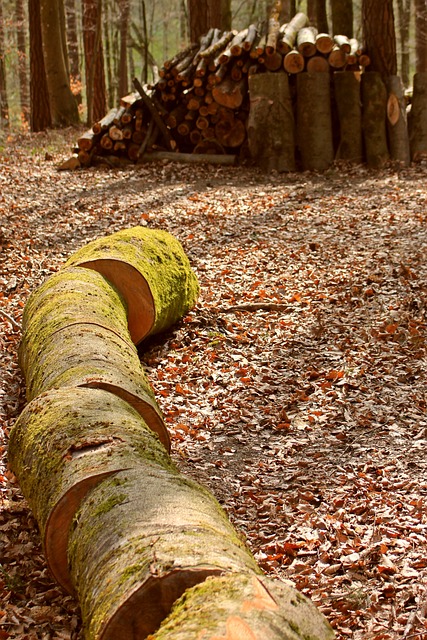 logging-640x480-36358474.jpeg
