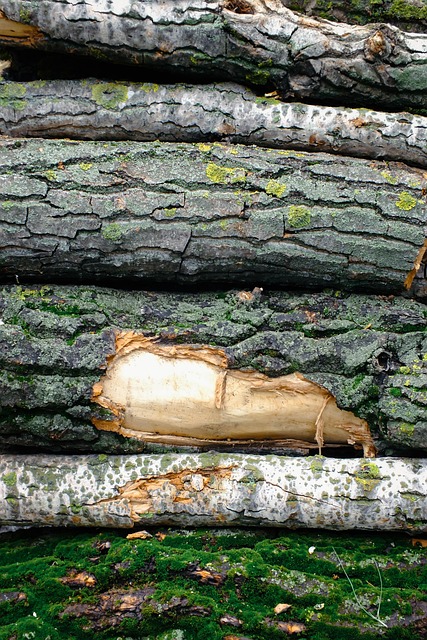 logging