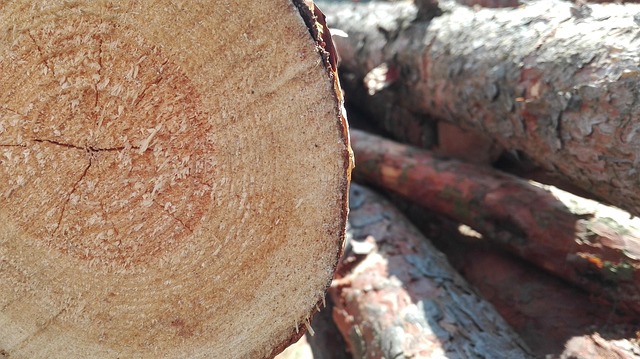 logging-640x480-54373007.jpeg