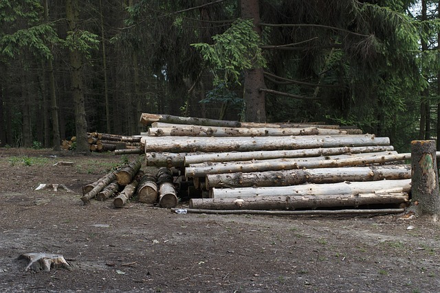 logging-640x480-91555581.jpeg