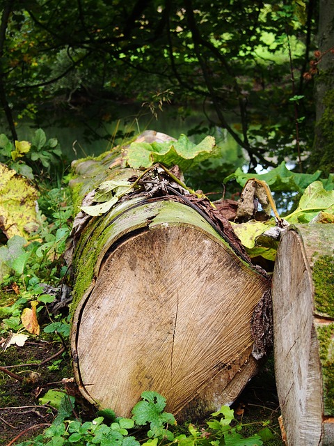 logging-640x480-97083140.jpeg