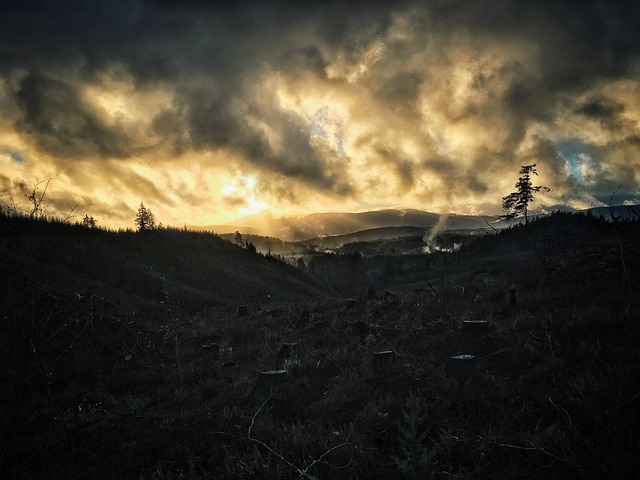 logging