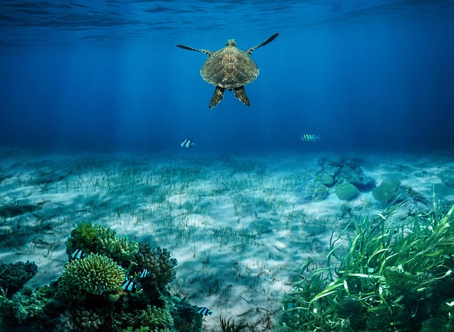 marine