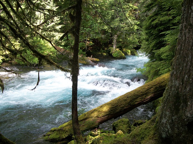 mckenzie-640x480-40344799.jpeg