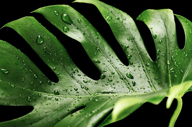 moisture