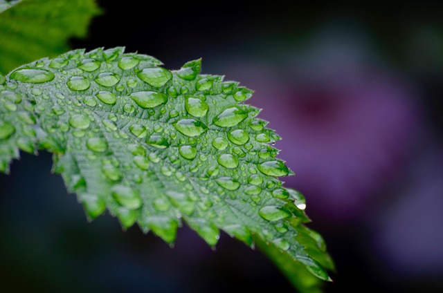 moisture-640x480-99542417.jpeg