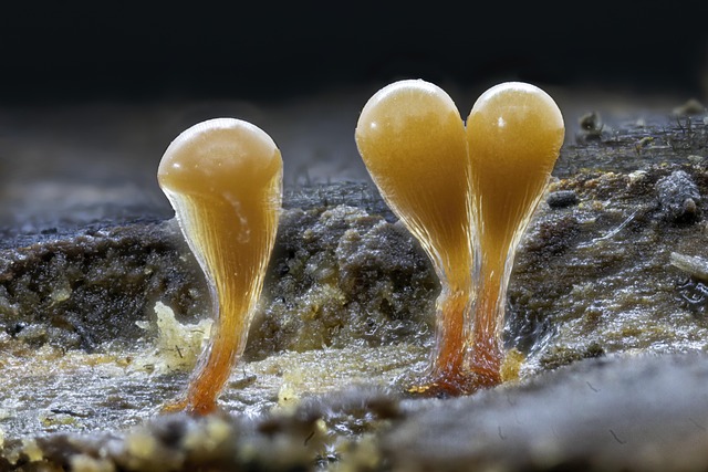 mold