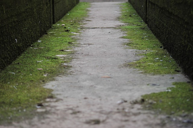 mold