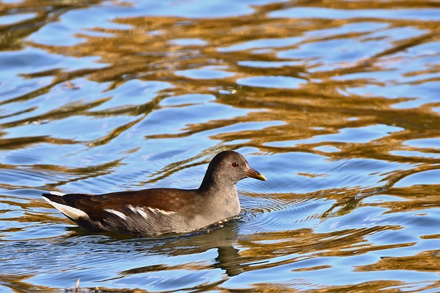 nature-640x480-35862589.jpeg