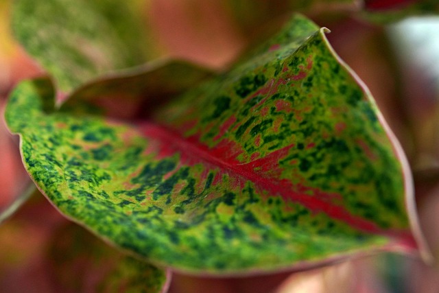 nature-640x480-40300509.jpeg