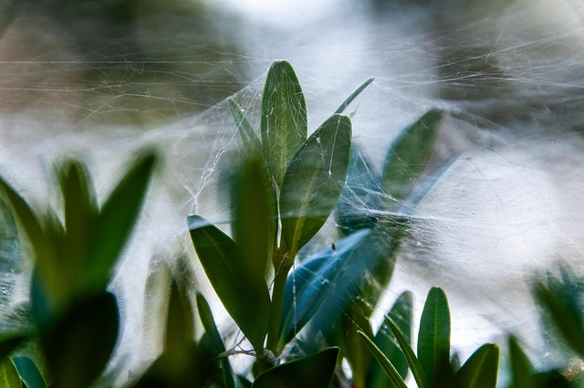 nature-640x480-43377907.jpeg