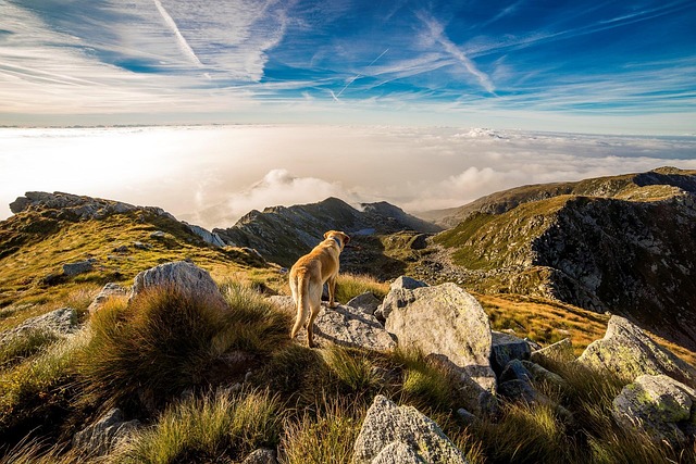 nature-640x480-46779012.jpeg