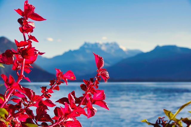 nature-640x480-47902347.jpeg