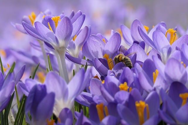 nature-640x480-52503022.jpeg