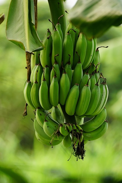 nutrition