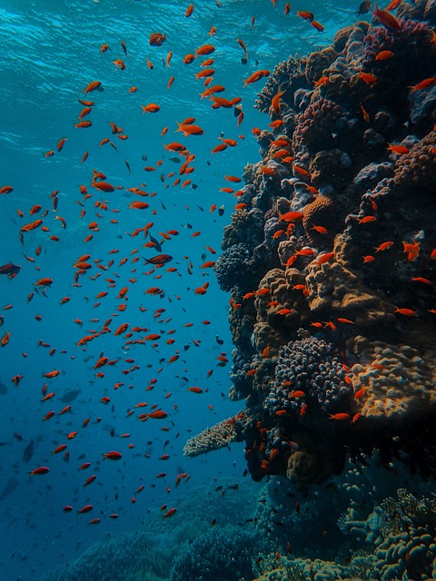 ocean