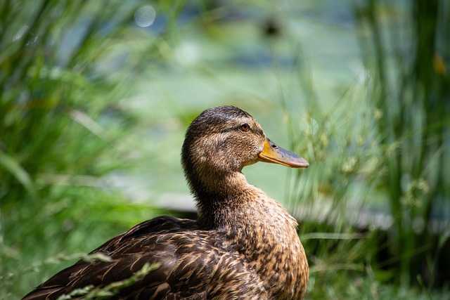 Oregon Ducks