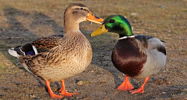 Oregon Ducks