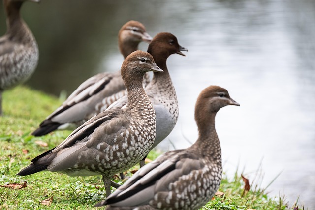 Oregon Ducks