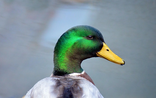 Oregon Ducks