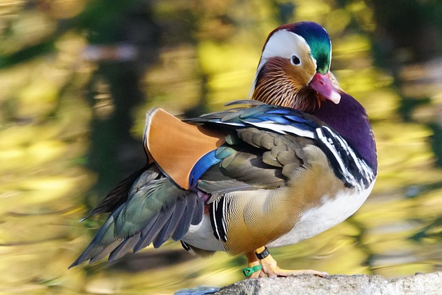 Oregon Ducks