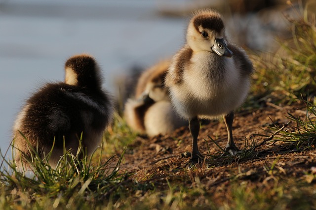 Oregon Ducks