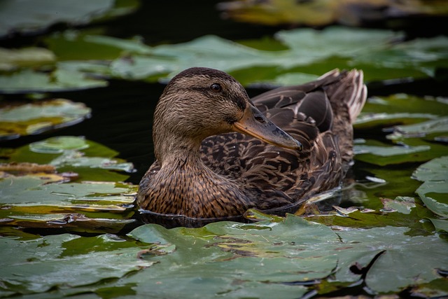 Oregon Ducks