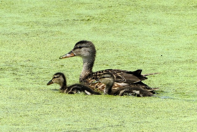 Oregon Ducks