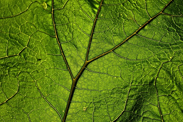 organic