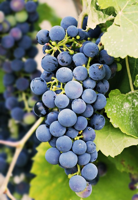 produce-640x480-56858858.jpeg
