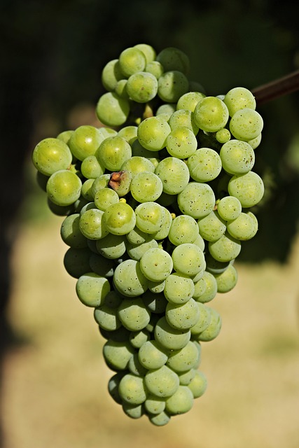 produce-640x480-7058786.jpeg
