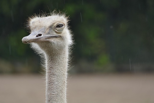 rain