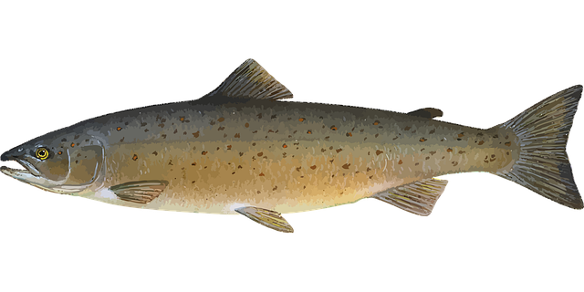 salmon