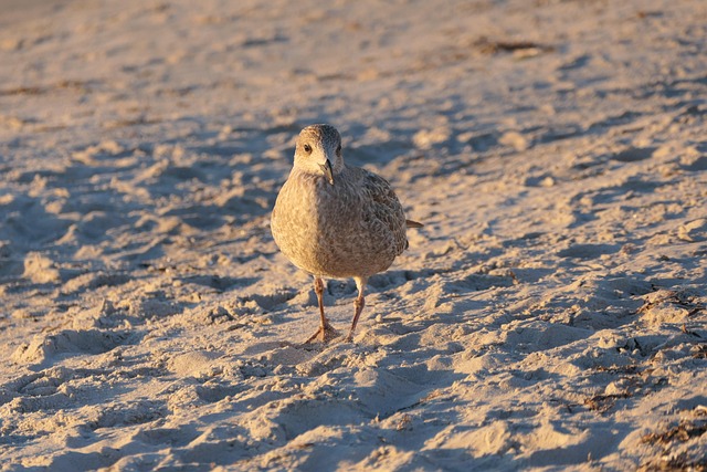 sand
