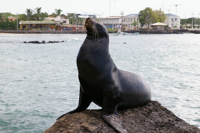 sea lions