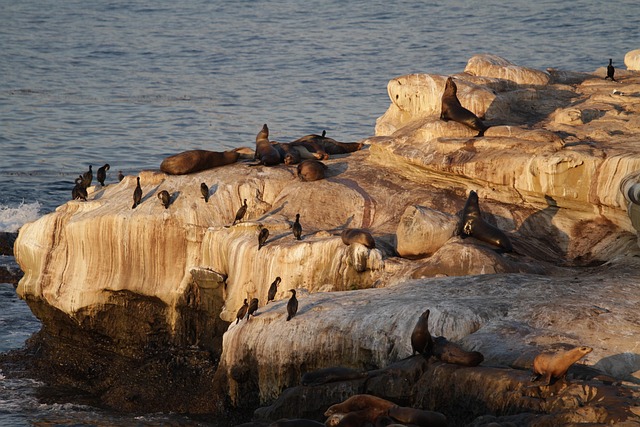 sea lions