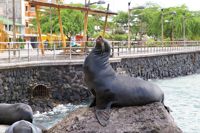 sea lions