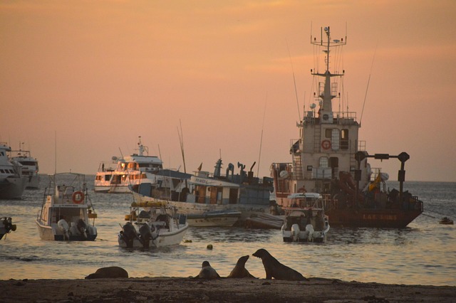 sea-lions-640x480-54129594.jpeg
