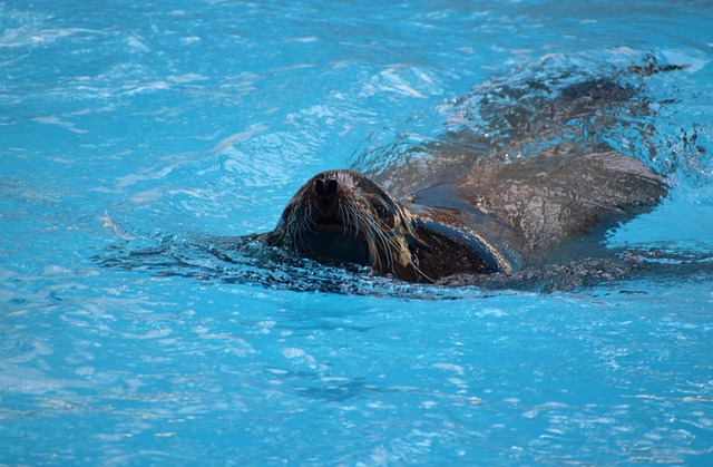 sea lions