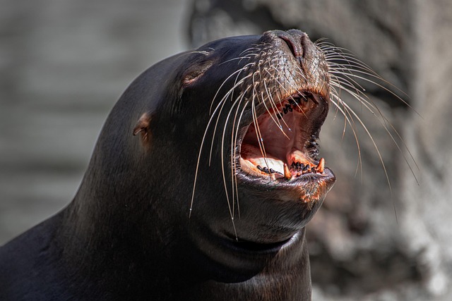 sea lions