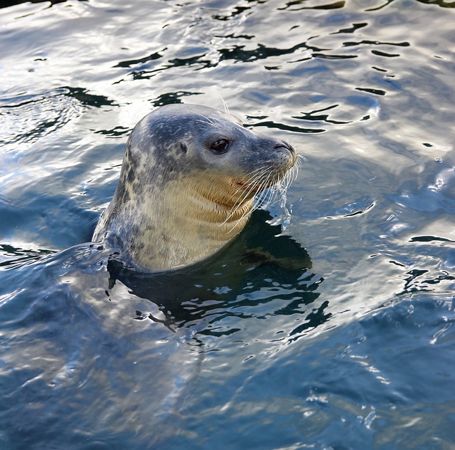 sea lions