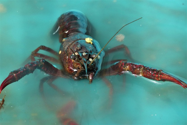seafood