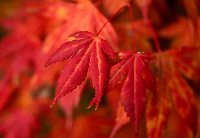 seasonal