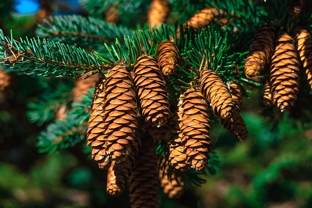 seasonal