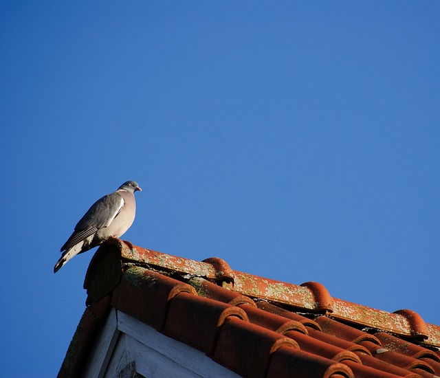 shingle roof