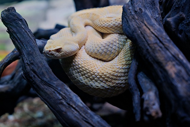 snake-640x480-76978744.jpeg